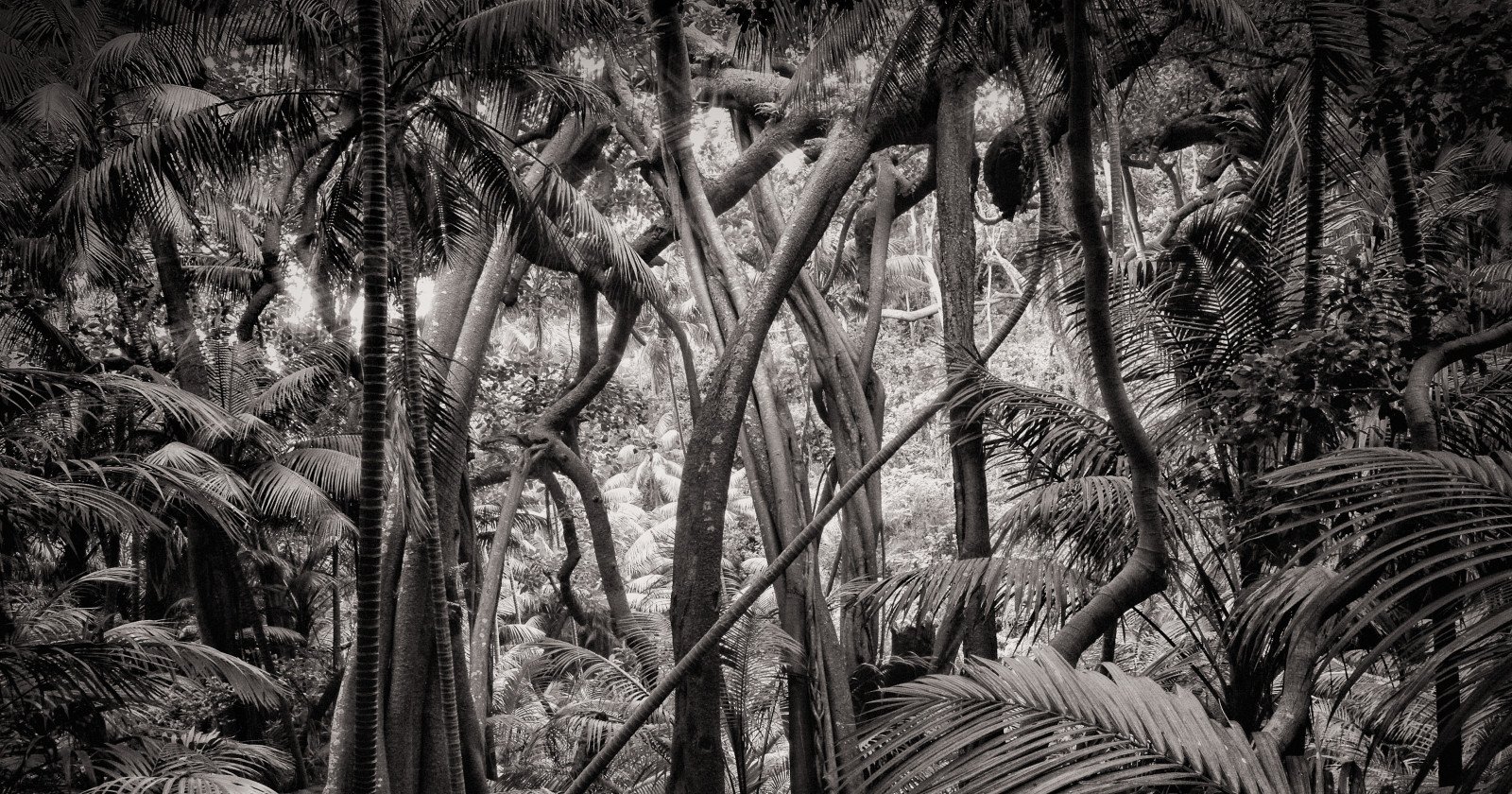 La Ménagerie Impériale, 3e épisode : DU ZOO À LA JUNGLE, ALERTE ÉVASION !